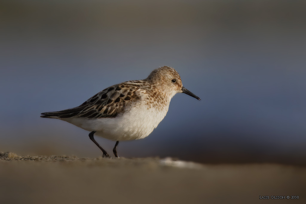 SMSNPPA / LITTLE STINT (Calidris minuta) - Stng / Close