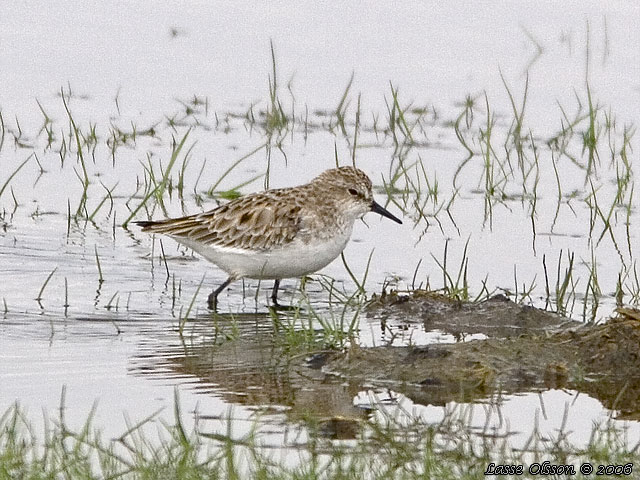 SMSNPPA / LITTLE STINT (Calidris minuta)