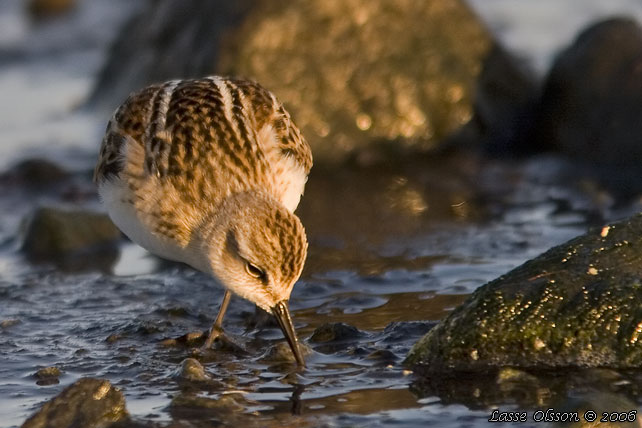 SMSNPPA / LITTLE STINT (Calidris minuta) - stor bild / full size