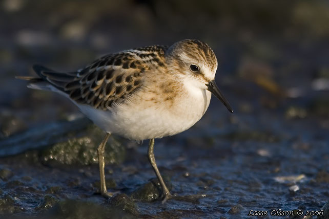 SMSNPPA / LITTLE STINT (Calidris minuta) - stor bild / full size