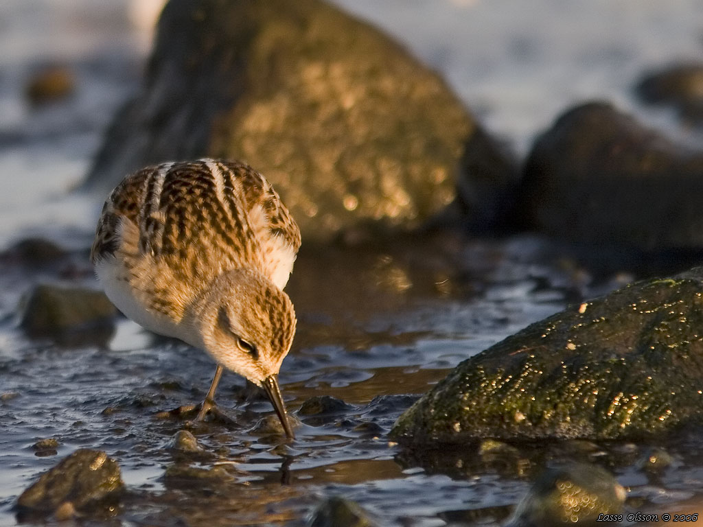 SMSNPPA / LITTLE STINT (Calidris minuta) - Stng / Close