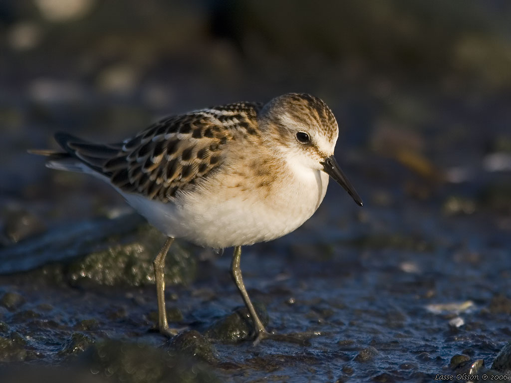 SMSNPPA / LITTLE STINT (Calidris minuta) - Stng / Close