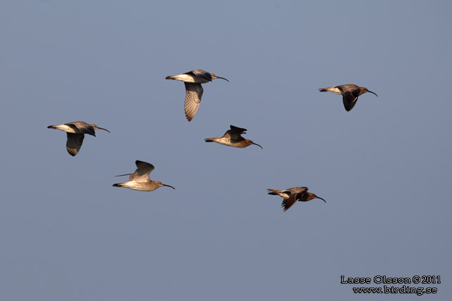 SMÅSPOV / EURASIAN WHIMBREL (Numenius phaeopus) - stor bild / full size