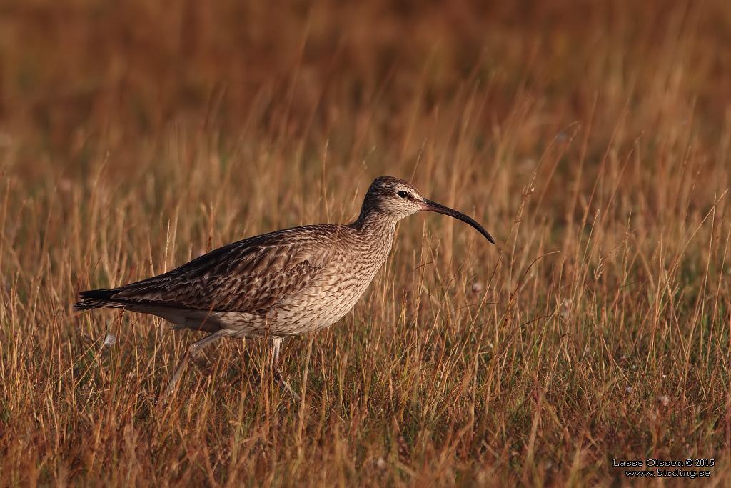 SMSPOV / EURASIAN WHIMBREL (Numenius phaeopus) - Stng / Close