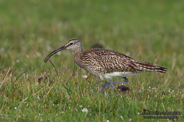 SMÅSPOV / EURASIAN WHIMBREL (Numenius phaeopus) - stor bild / full size