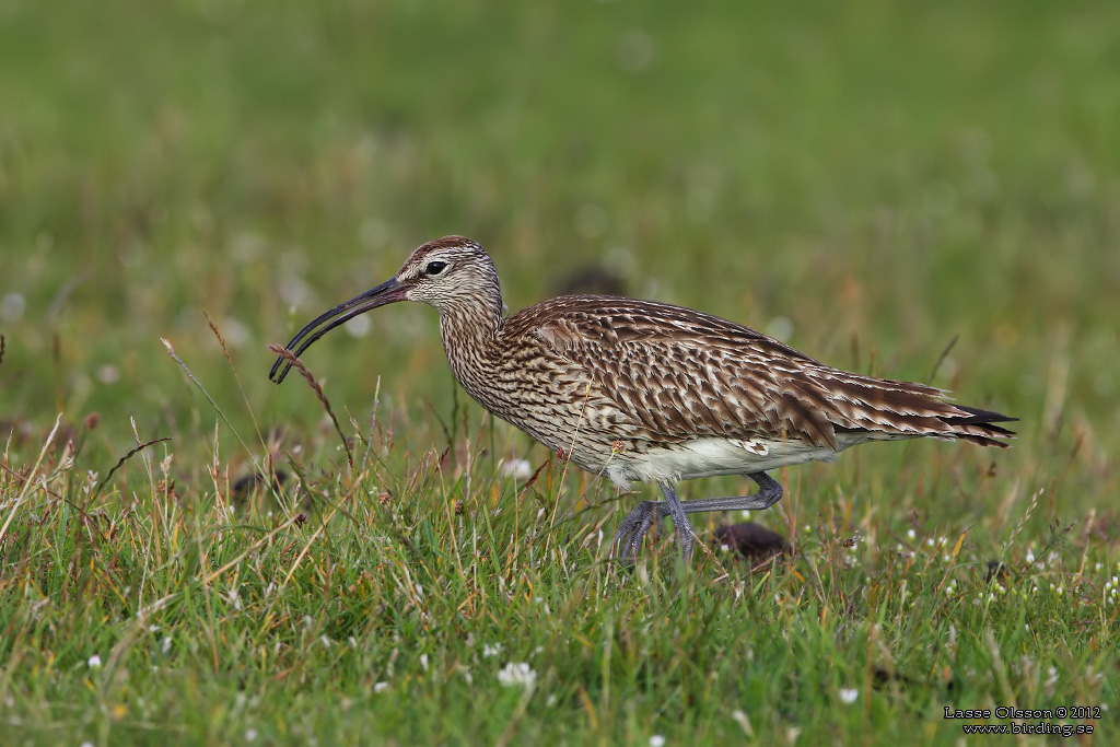 SMSPOV / EURASIAN WHIMBREL (Numenius phaeopus) - Stng / Close