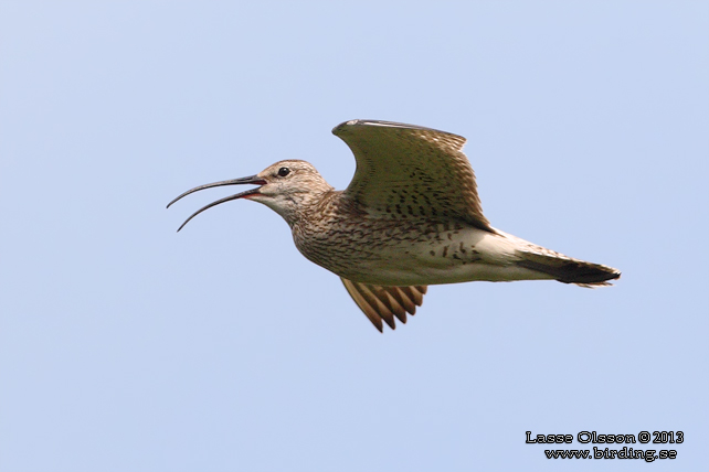 SMÅSPOV / EURASIAN WHIMBREL (Numenius phaeopus) - stor bild / full size