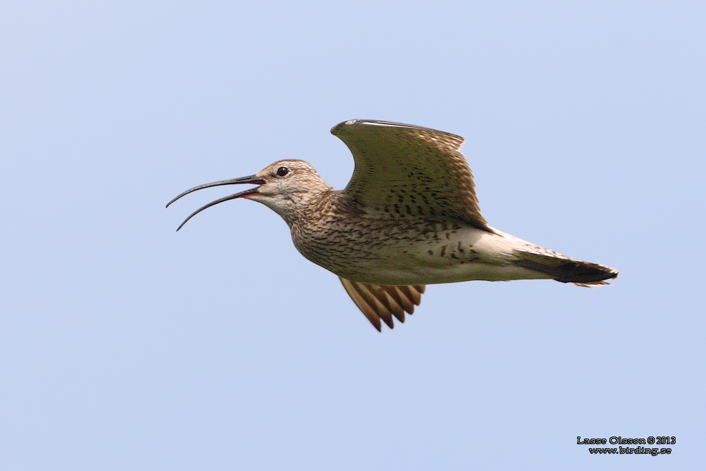 SMSPOV / EURASIAN WHIMBREL (Numenius phaeopus) - Stng / Close