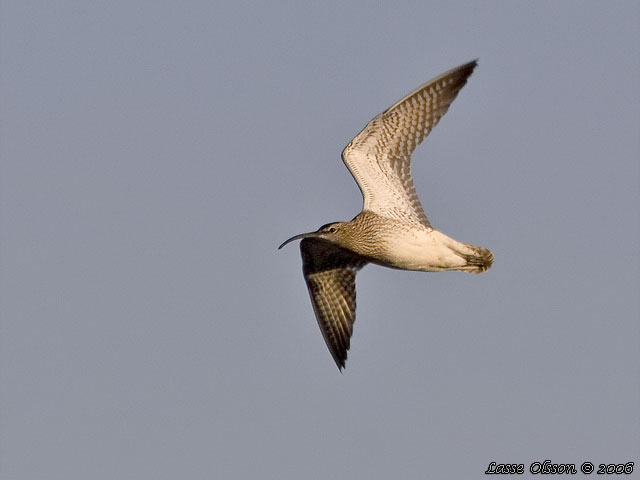 SMSPOV / EURASIAN WHIMBREL (Numenius phaeopus)