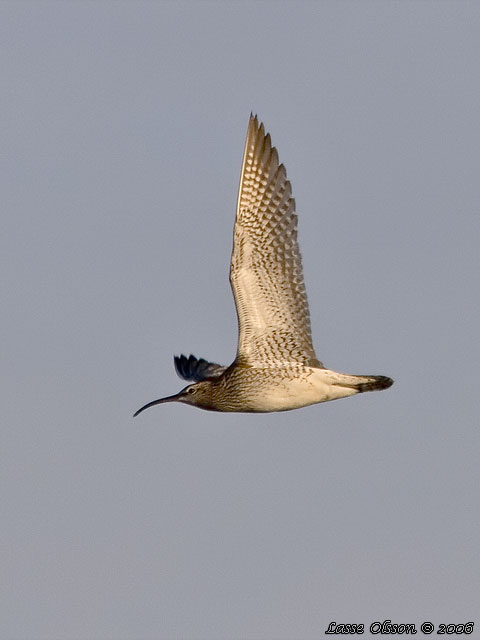 SMSPOV / EURASIAN WHIMBREL (Numenius phaeopus)