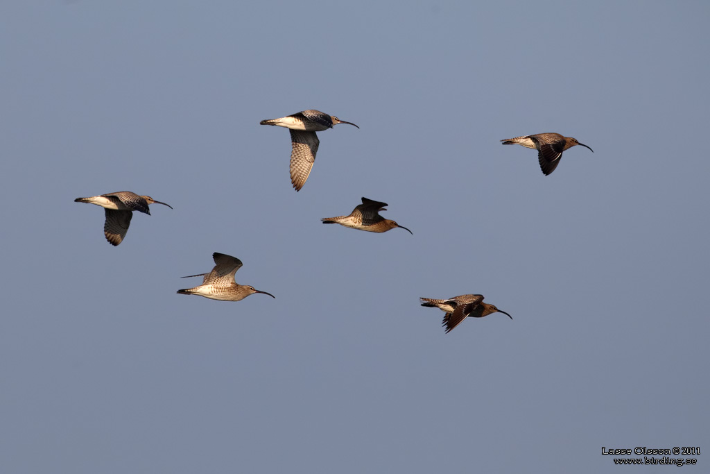 SMSPOV / EURASIAN WHIMBREL (Numenius phaeopus) - Stng / Close