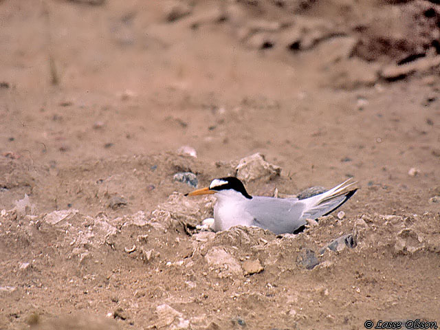 SMTRNA / LITTLE TERN (Sternula albifrons)