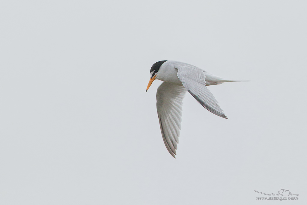 SMTRNA / LITTLE TERN (Sternula albifrons) - Stng / Close