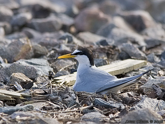 SMTRNA / LITTLE TERN (Sternula albifrons)