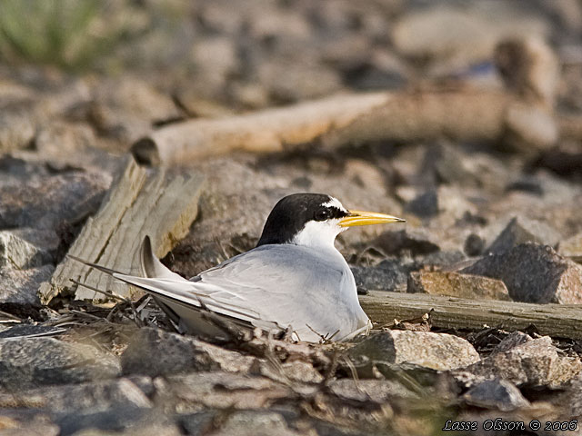 SMTRNA / LITTLE TERN (Sternula albifrons)