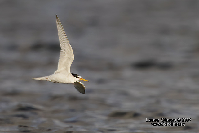 SMTRNA / LITTLE TERN (Sternula albifrons)