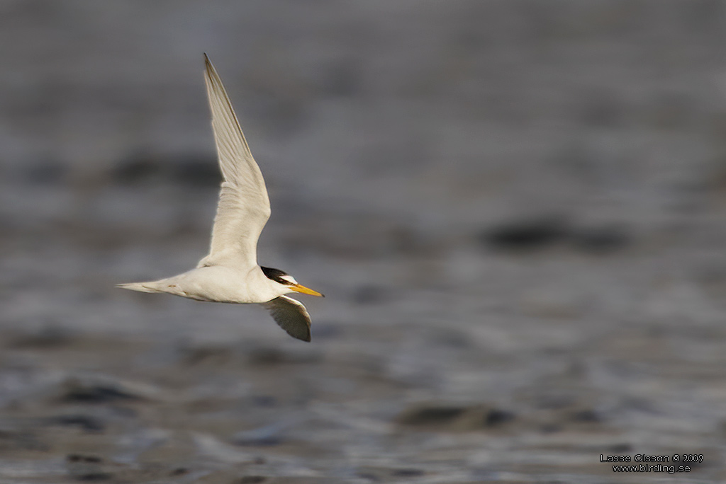 SMTRNA / LITTLE TERN (Sternula albifrons) - Stng / Close