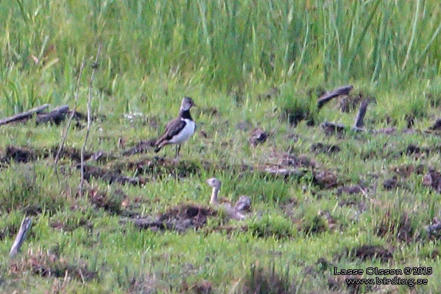 SMTRAPP / LITTLE BUSTARD (Tetrax tetrax)