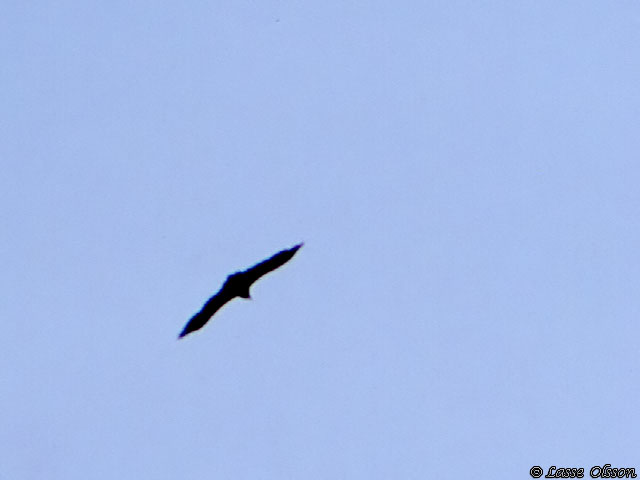 SMUTSGAM / EGYPTIAN VULTURE (Neophron percnopterus)