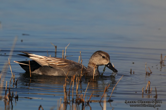 SNATTERAND / GADWALL (Mareca strepera) - stor bild / full size