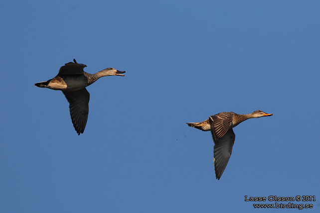 SNATTERAND / GADWALL (Mareca strepera) - stor bild / full size