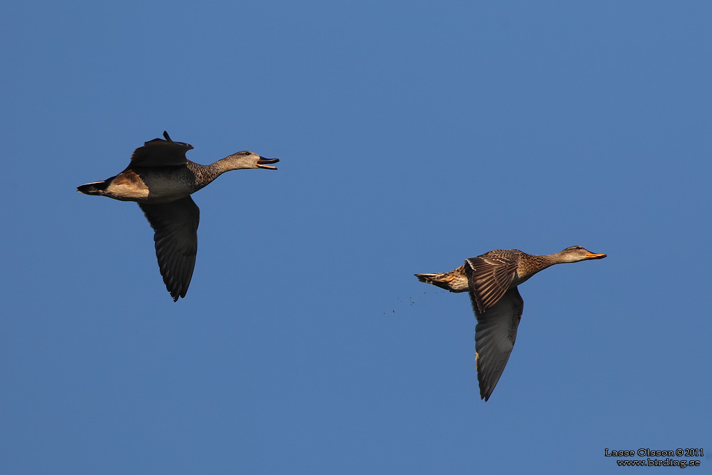 SNATTERAND / GADWALL (Mareca strepera) - Stng / Close