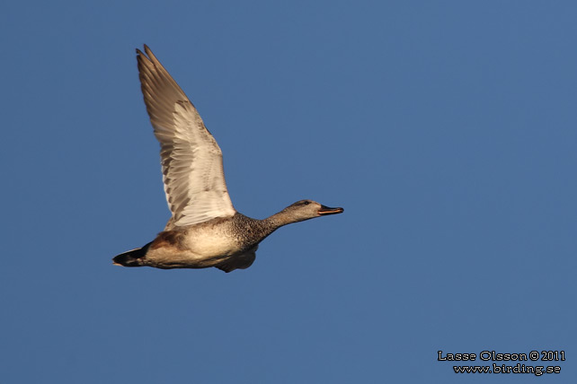 SNATTERAND / GADWALL (Mareca strepera) - stor bild / full size