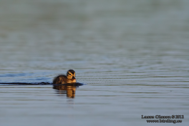 SNATTERAND / GADWALL (Mareca strepera) - stor bild / full size