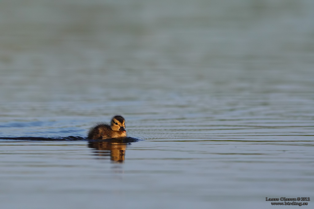 SNATTERAND / GADWALL (Mareca strepera) - Stng / Close