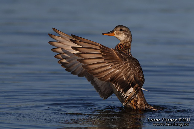 SNATTERAND / GADWALL (Mareca strepera) - stor bild / full size