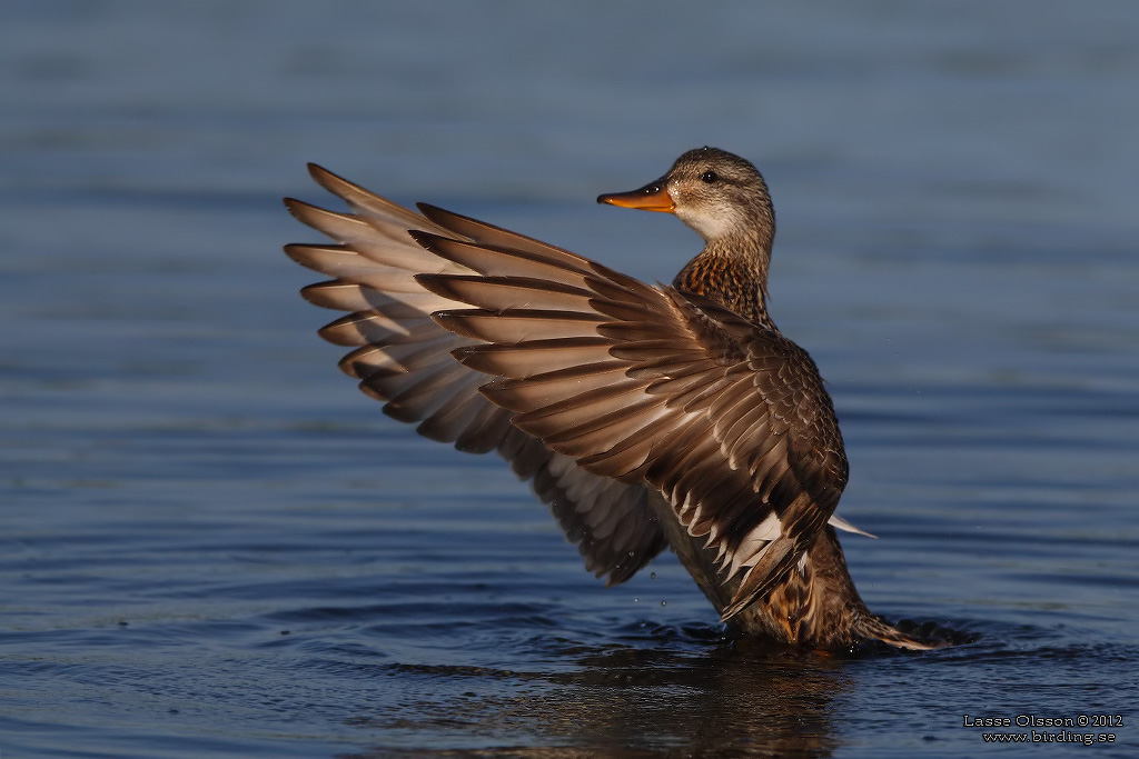 SNATTERAND / GADWALL (Mareca strepera) - Stng / Close