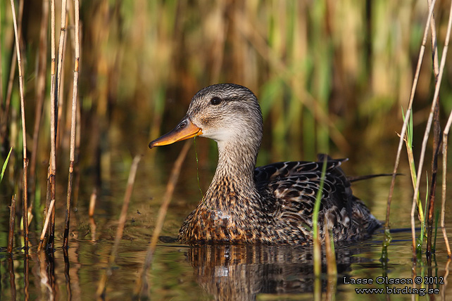 SNATTERAND / GADWALL (Mareca strepera) - stor bild / full size