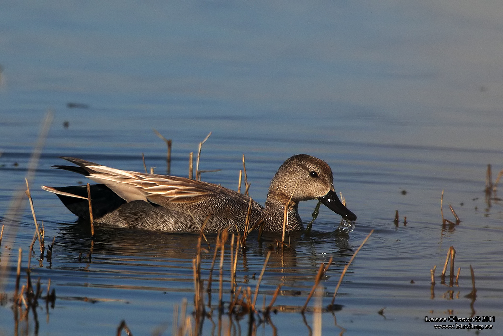 SNATTERAND / GADWALL (Mareca strepera) - Stng / Close