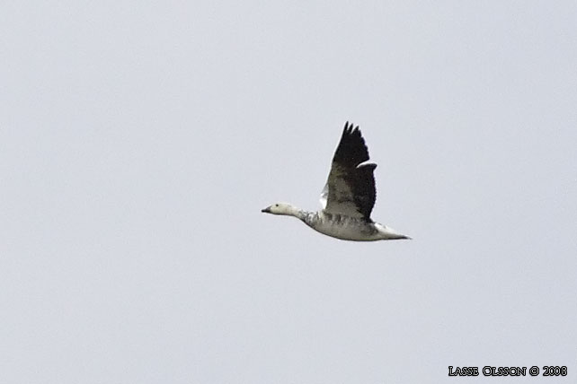 SNGS / SNOW GOOSE (Anser caerulescens)