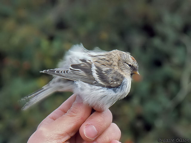 SNSISKA / ARCTIC REDPOLL (Acanthis hornemanni)