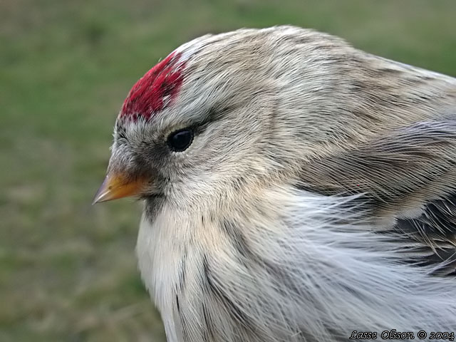 SNSISKA / ARCTIC REDPOLL (Acanthis hornemanni)