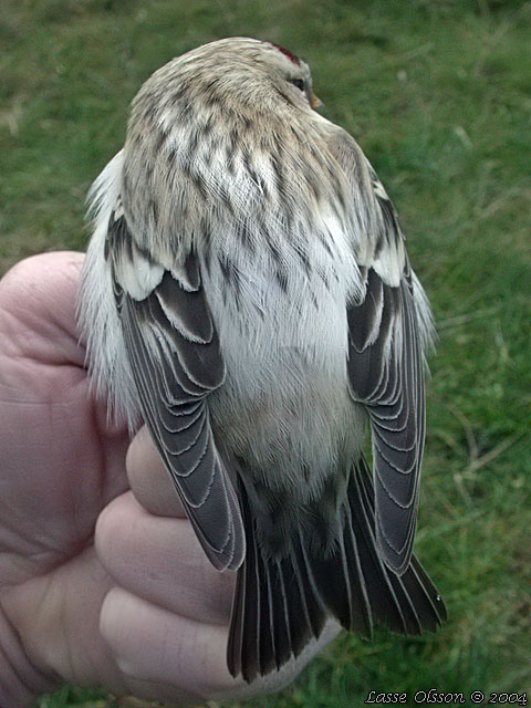 SNSISKA / ARCTIC REDPOLL (Acanthis hornemanni)