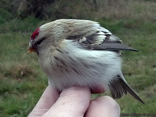 SNSISKA / ARCTIC COMMON REDPOLL (Acanthis hornemanni)