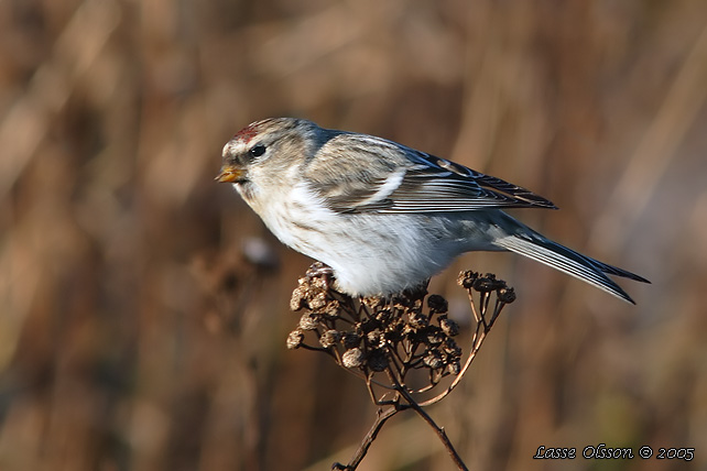 SNSISKA / ARCTIC COMMON REDPOLL (Acanthis hornemanni)