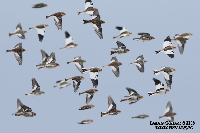 SNÖSPARV / SNOW BUNTING (Plectrophenax nivalis) - stor bild / full size