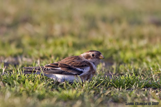 SNSPARV / SNOW BUNTING (Plectrophenax nivalis) - stor bild / full size