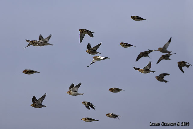 SNSPARV / SNOW BUNTING (Plectrophenax nivalis) - stor bild / full size