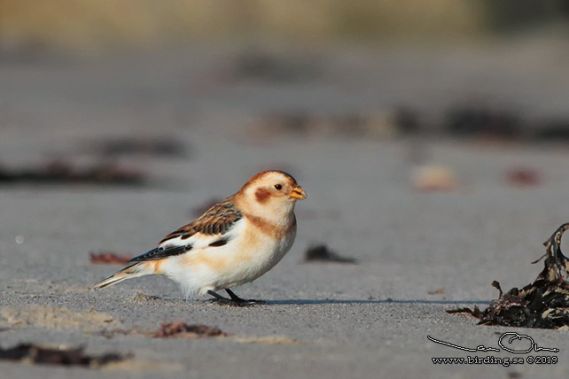 SNÖSPARV / SNOW BUNTING (Plectrophenax nivalis) - stor bild / full size