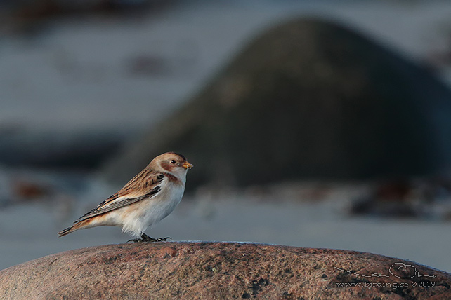 SNÖSPARV / SNOW BUNTING (Plectrophenax nivalis) - stor bild / full size