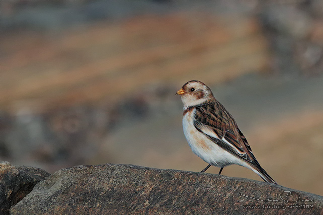 SNÖSPARV / SNOW BUNTING (Plectrophenax nivalis) - stor bild / full size