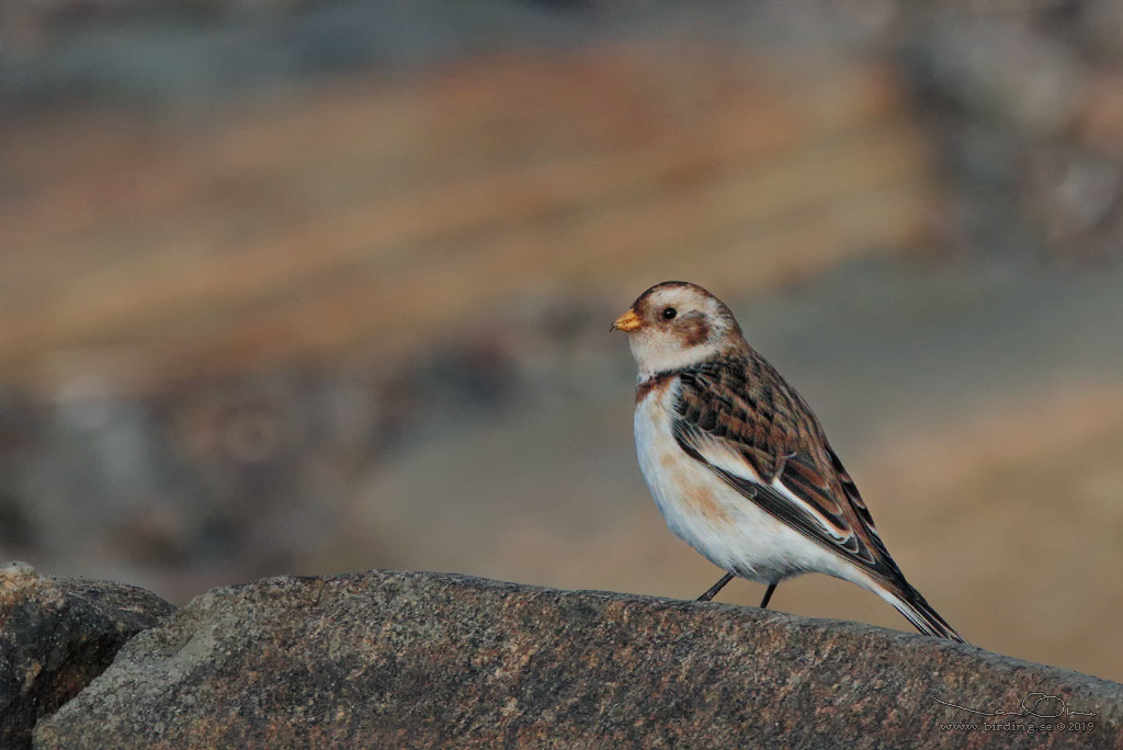 SNSPARV / SNOW BUNTING (Plectrophenax nivalis) - Stng / Close