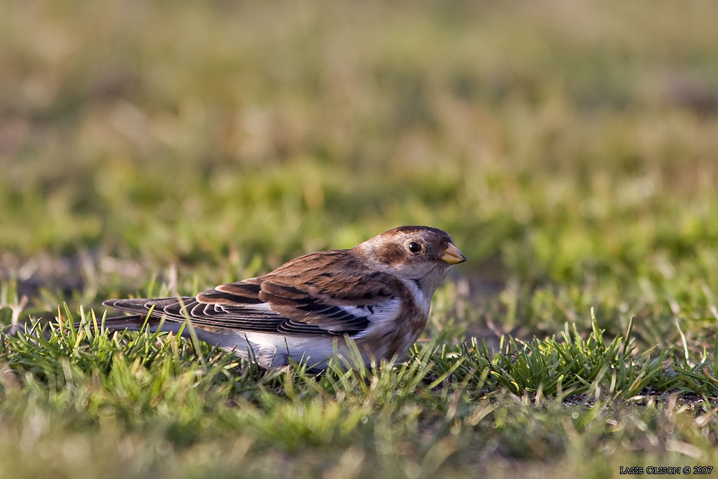 SNSPARV / SNOW BUNTING (Plectrophenax nivalis) - Stng / Close