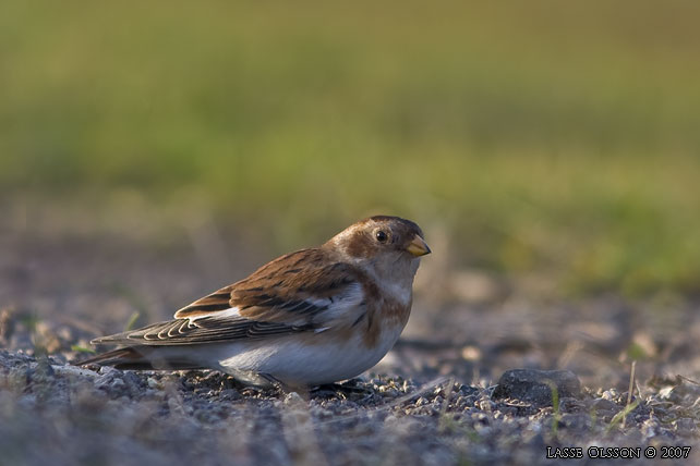 SNSPARV / SNOW BUNTING (Plectrophenax nivalis) - stor bild / full size