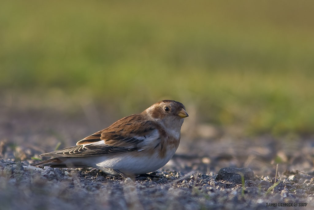 SNSPARV / SNOW BUNTING (Plectrophenax nivalis) - Stng / Close