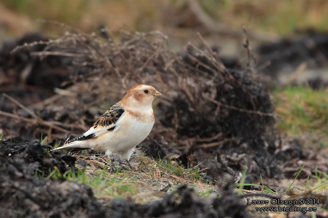 SNÖSPARV / SNOW BUNTING (Plectrophenax nivalis) - stor bild / full size